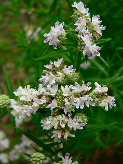 {Pycnanthemum tenuifolium}